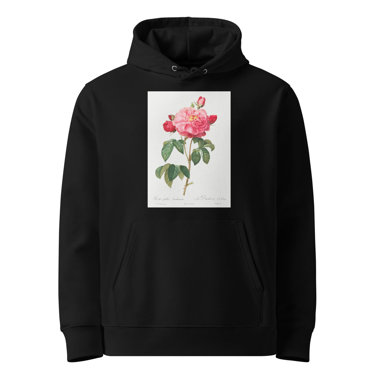 Black Hoodie Gallic Rose Also Known As The Duchess Of Orleans Rosa Gallica Aurelianensis Premium