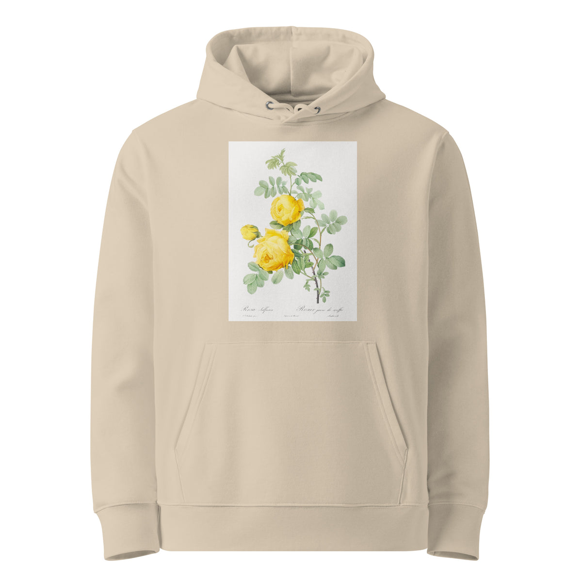 Desert Hoodie Rosa Hemisphaerica Also Known As Yellow Rose Of Sulfur Rosa Sulfurea Premium
