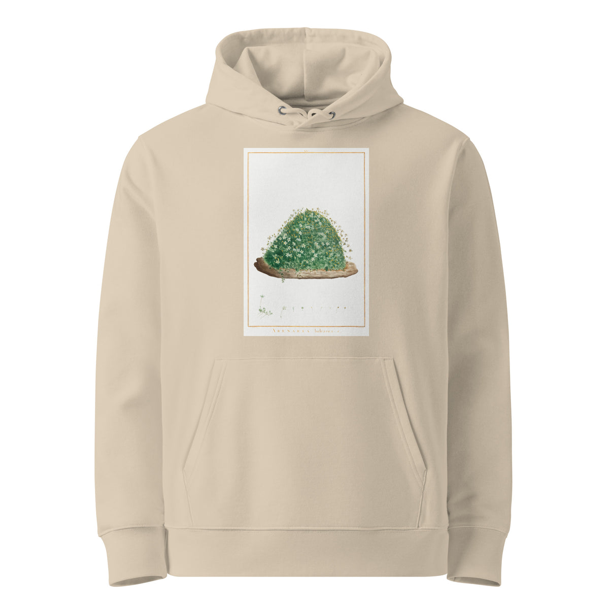 Desert Hoodie Arenaria Balearica Image - Pierre-Joseph Redoute And Charles Louis L Heritier 1784 Premium