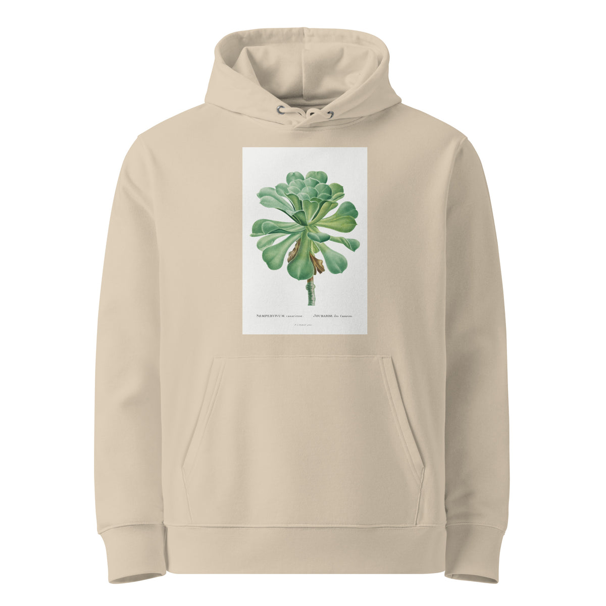 Desert Hoodie Sempervivum Canariense Image Premium
