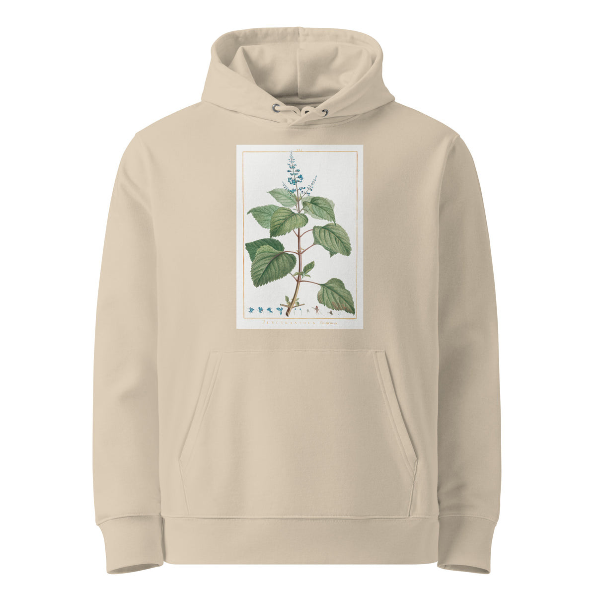 Desert Hoodie Plectranthus Fruticosus Image - Pierre-Joseph Redoute And Charles Louis 1784 Premium
