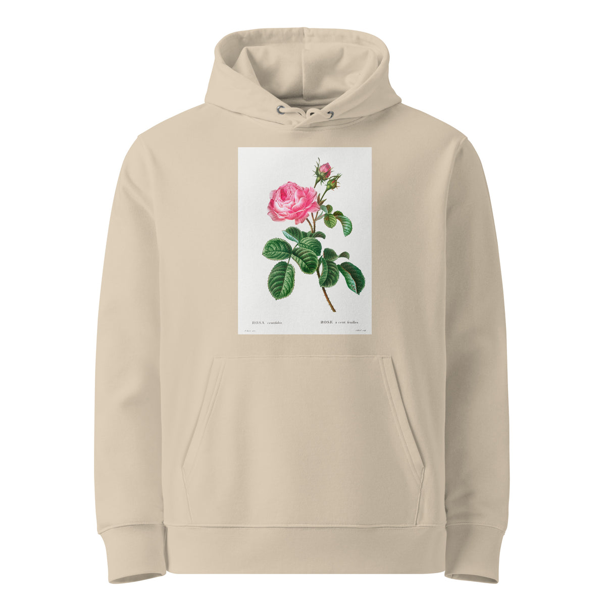 Desert Hoodie Cabbage Rose Rosa Centifolia Premium