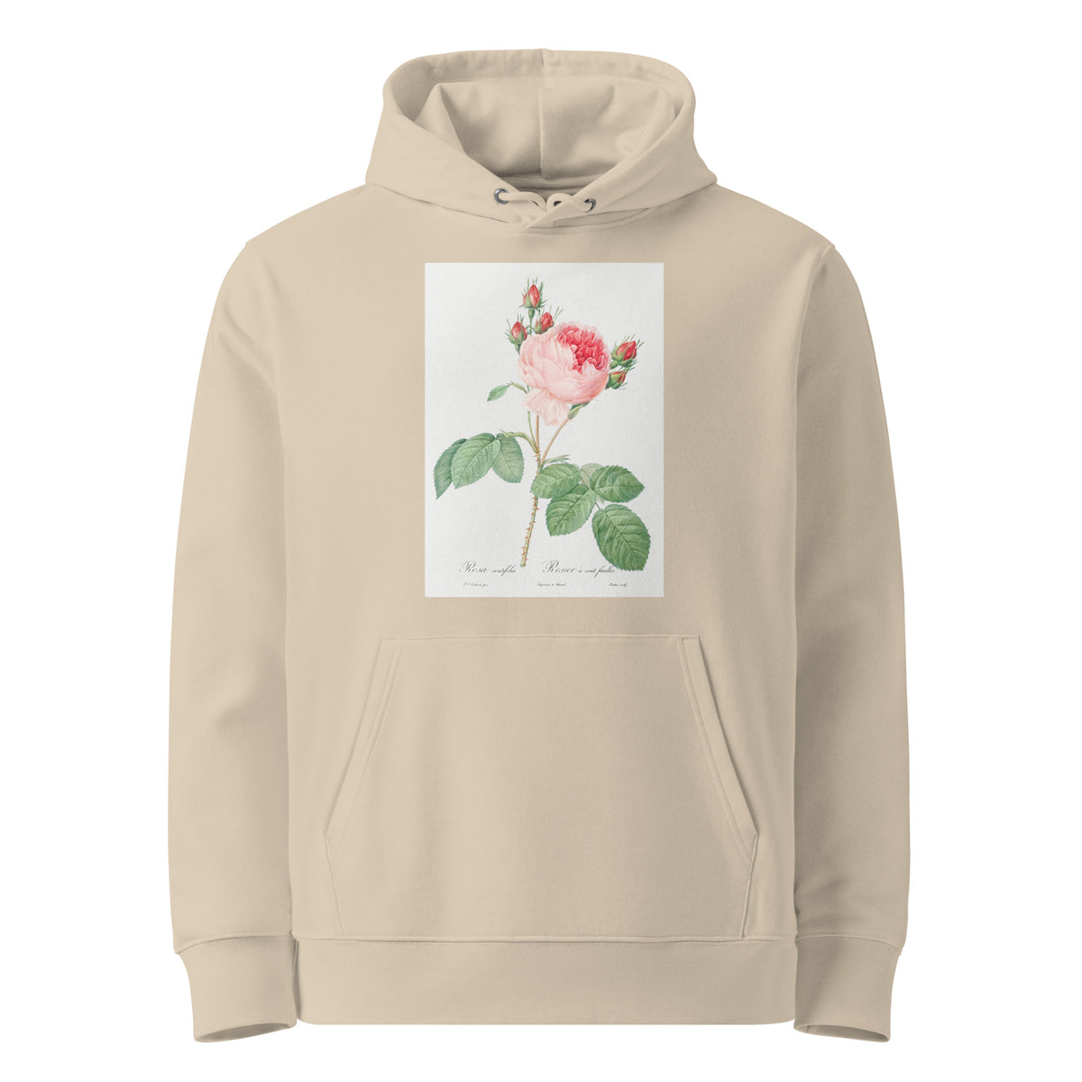 Desert Hoodie Cabbage Rose Also Known As One Hundred-Leaved Rose Rosa Centifolia Premium