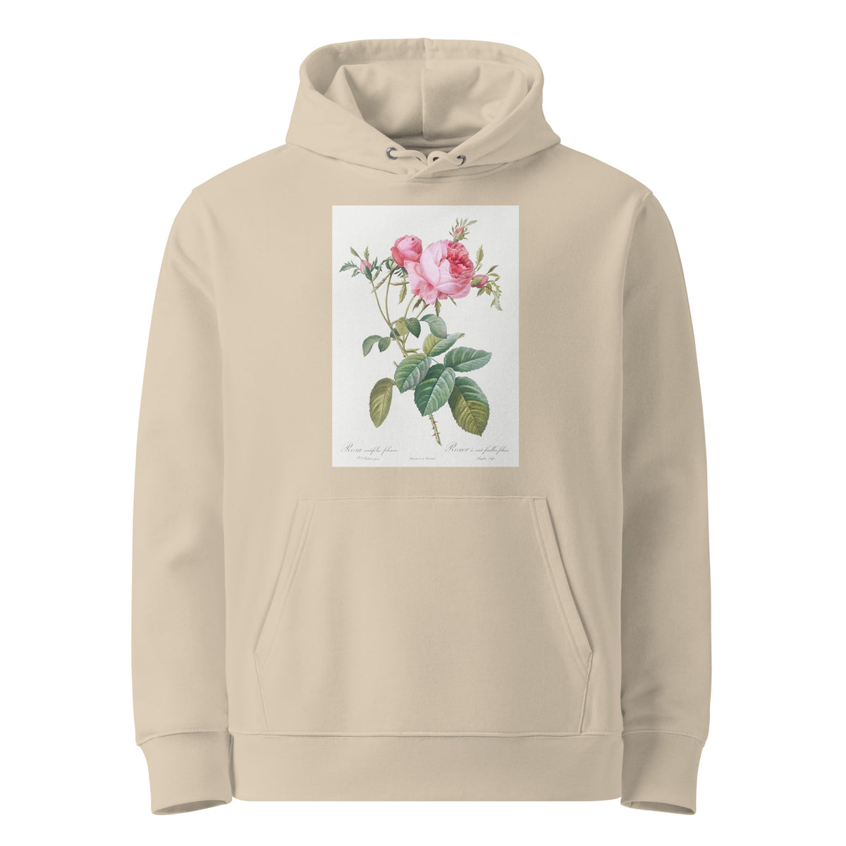 Desert Hoodie Rose De Mai Rosa Centifolia Foliacea Premium