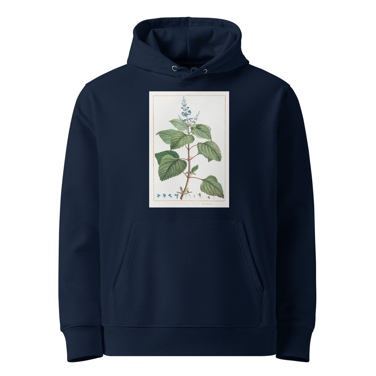 Navy Hoodie Plectranthus Fruticosus Image - Pierre-Joseph Redoute And Charles Louis 1784 Premium