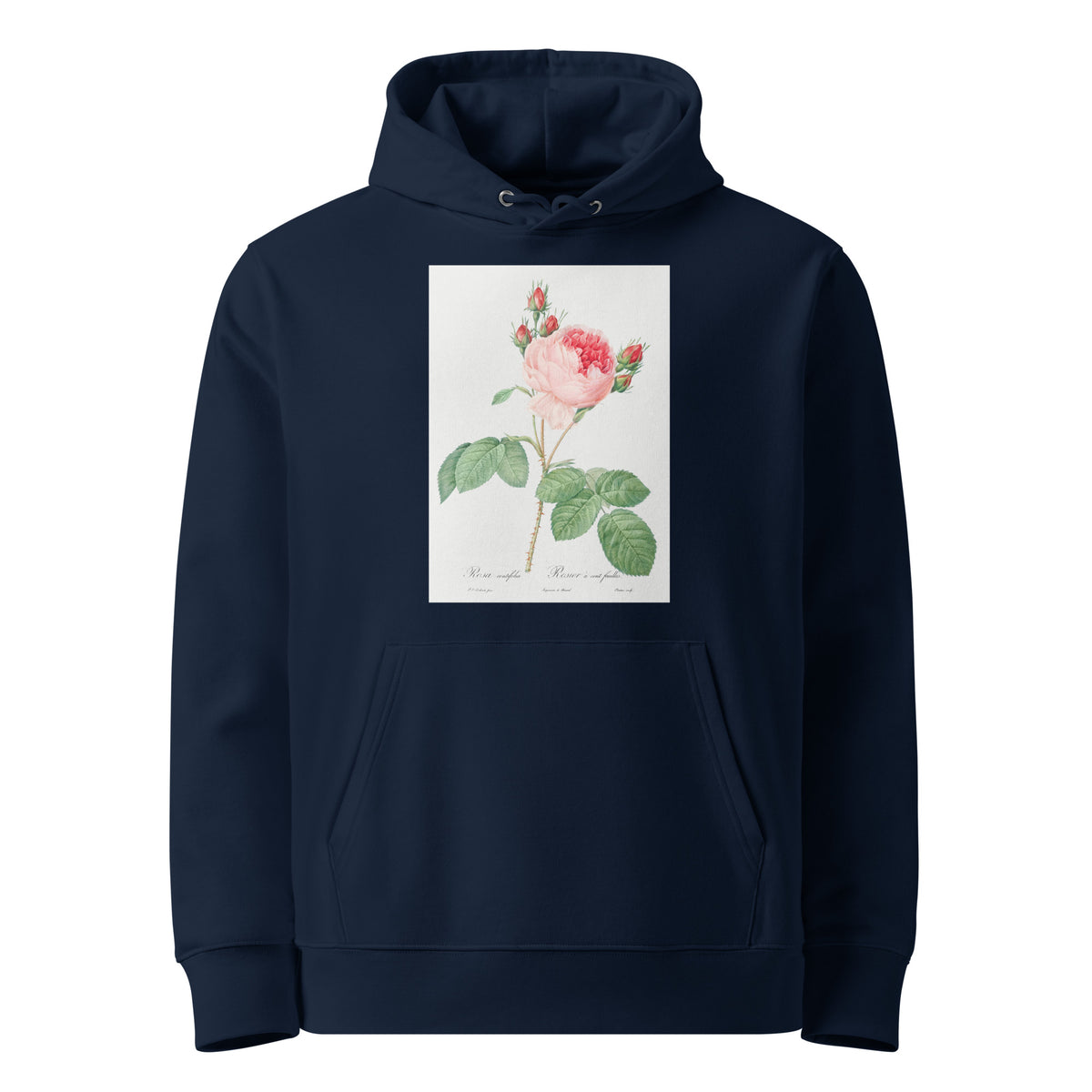 Navy Hoodie Cabbage Rose Also Known As One Hundred-Leaved Rose Rosa Centifolia Premium