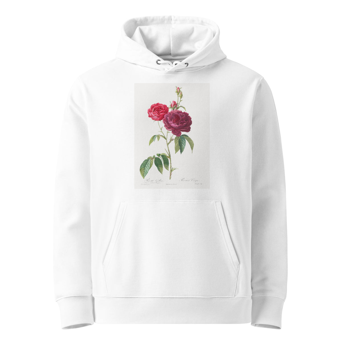 White Hoodie Purple French Rose Rosa Gallica Purpuro-Violacea Magna Premium