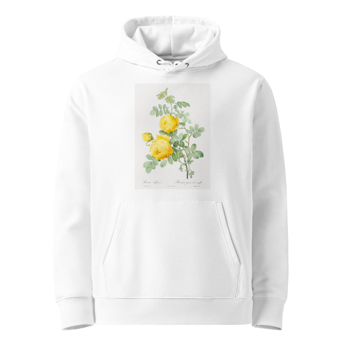 White Hoodie Rosa Hemisphaerica Also Known As Yellow Rose Of Sulfur Rosa Sulfurea Premium