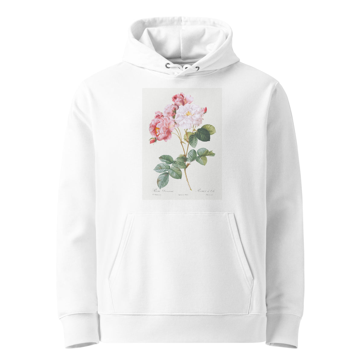 White Hoodie Rosa Damascena Rosebush Rosa Damascena Premium