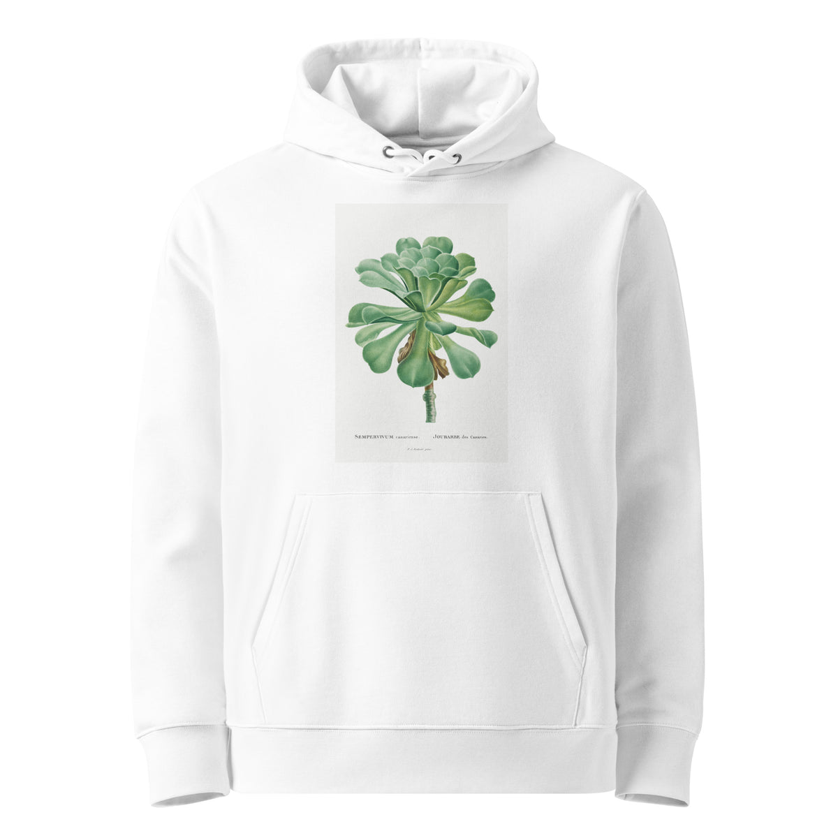 White Hoodie Sempervivum Canariense Image Premium