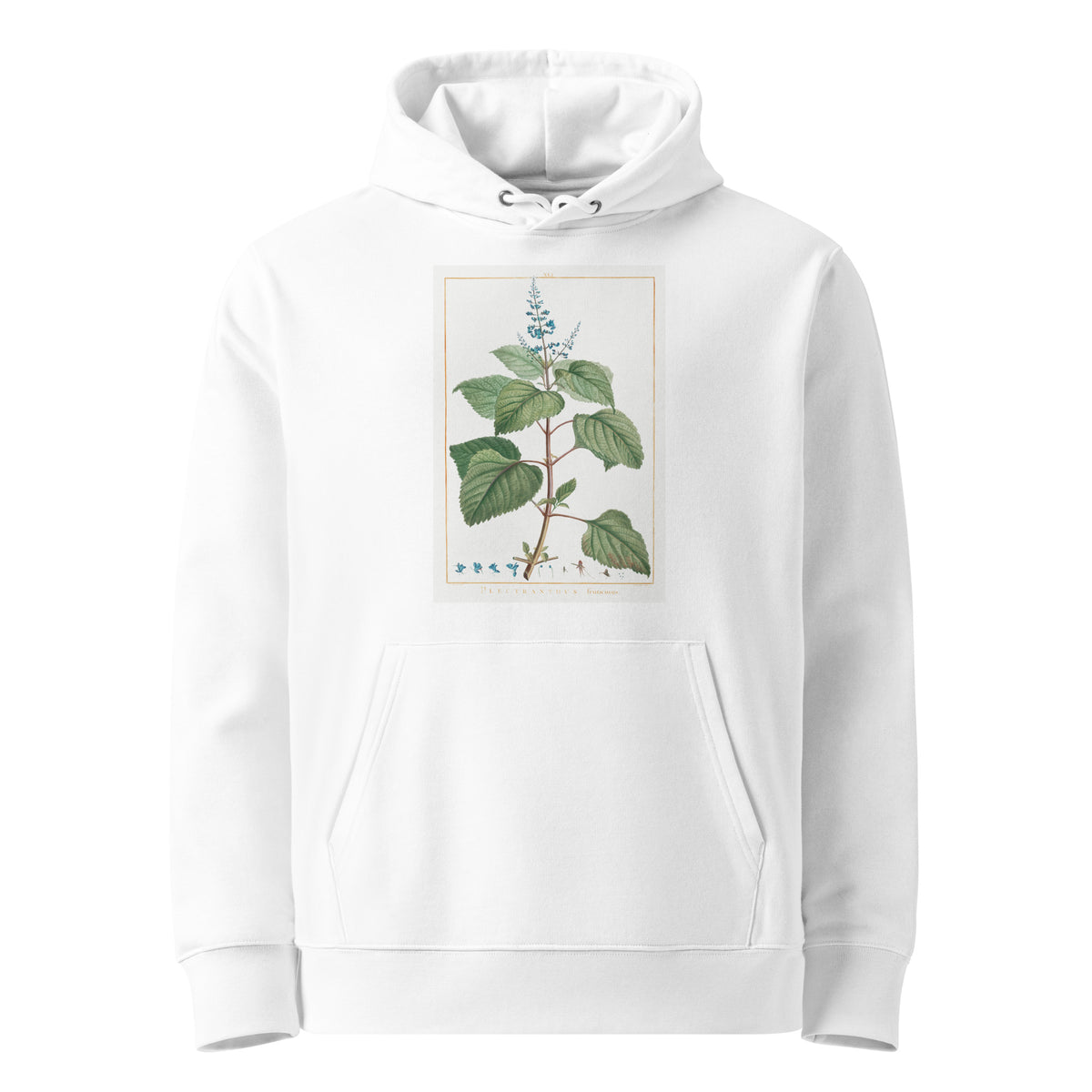 White Hoodie Plectranthus Fruticosus Image - Pierre-Joseph Redoute And Charles Louis 1784 Premium