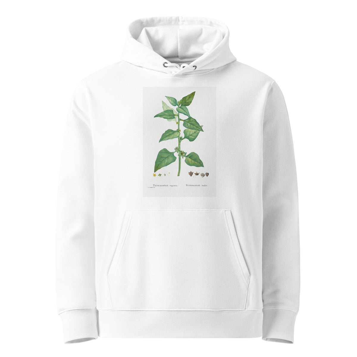 White Hoodie Tetragonia Expansa New Zealand Spinach Premium