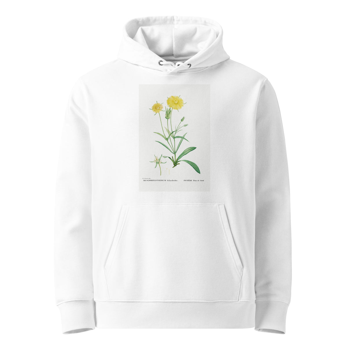 White Hoodie Mesembryanthemum Helianthoides Spatula Leaved Fig Marigold - Pierre-Joseph 1799 Premium