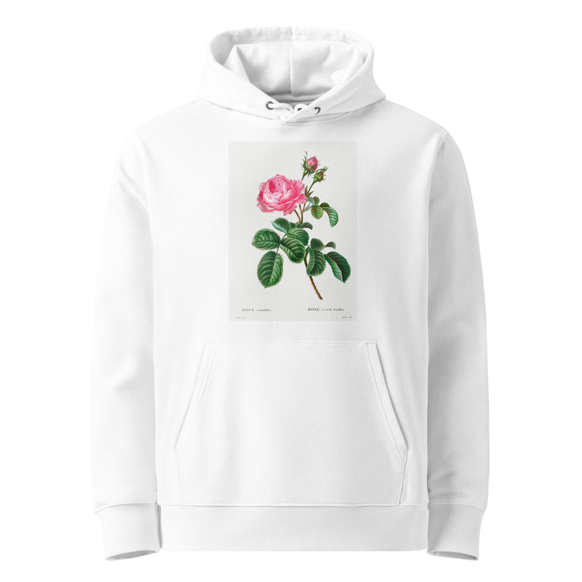 White Hoodie Cabbage Rose Rosa Centifolia Premium
