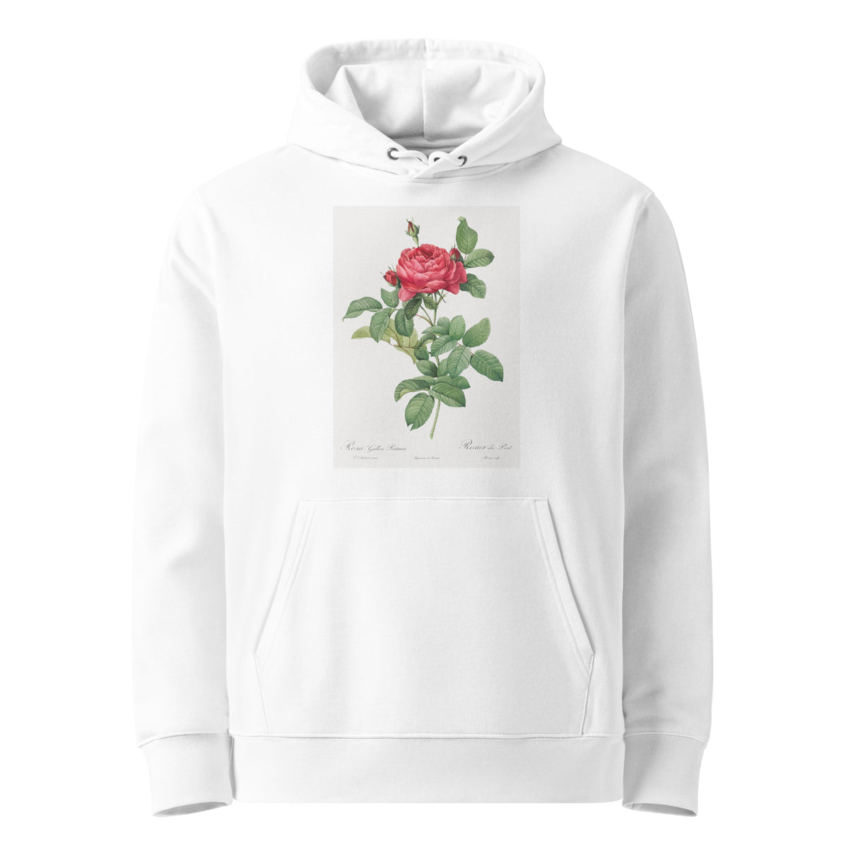 White Hoodie Rosa Gallica Pontiana Also Known As Bridge Rose Premium