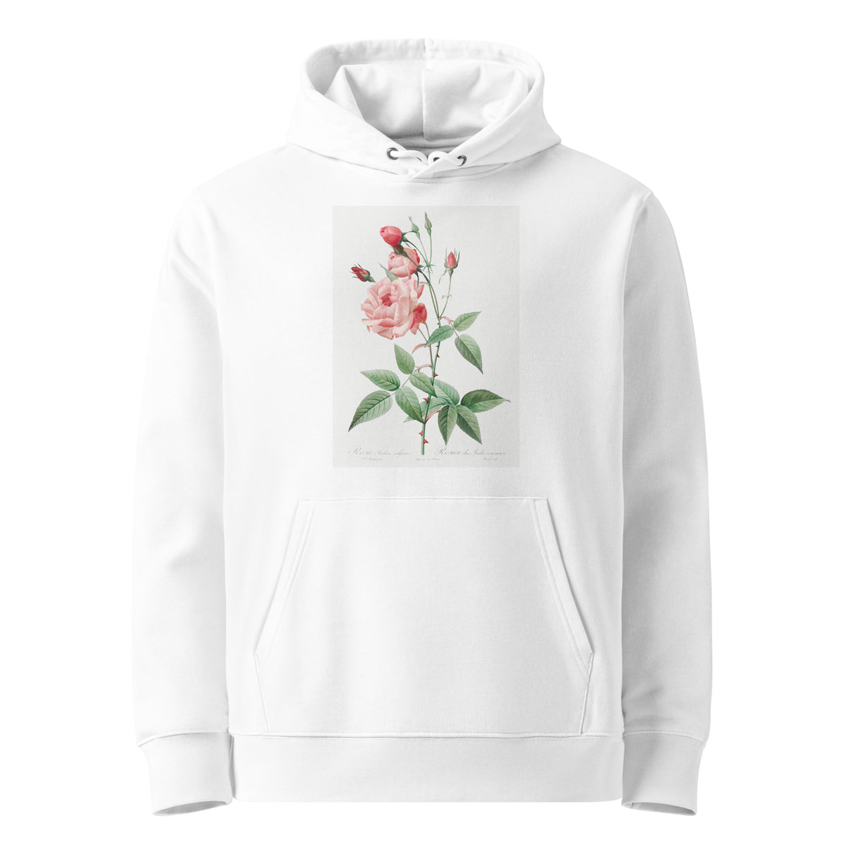 White Hoodie Old Blush China Also Known As Common Rose Of India Rosa Indica Vulgaris Premium