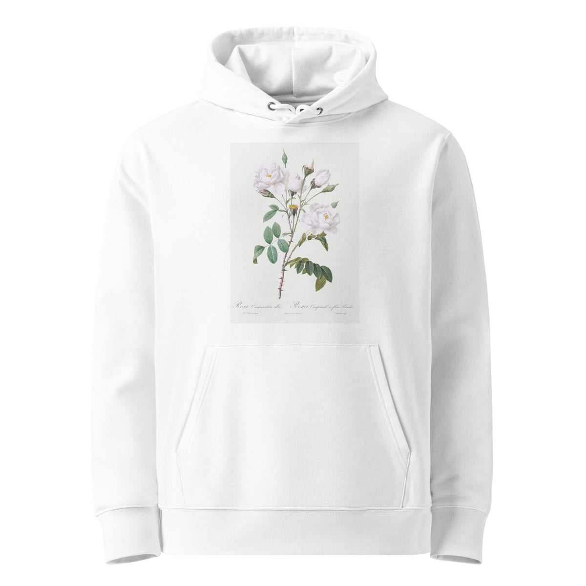 White Hoodie Rosa Campanulata Alba Also Known As Pink Bellflowers To White Flowers Premium