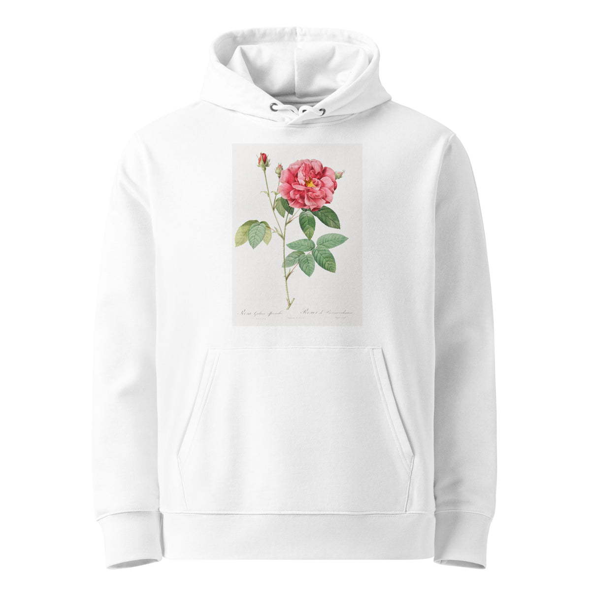 White Hoodie French Rose Also Known As Ordinary Provins Rosebush Rosa Galluca Offuenalis Premium