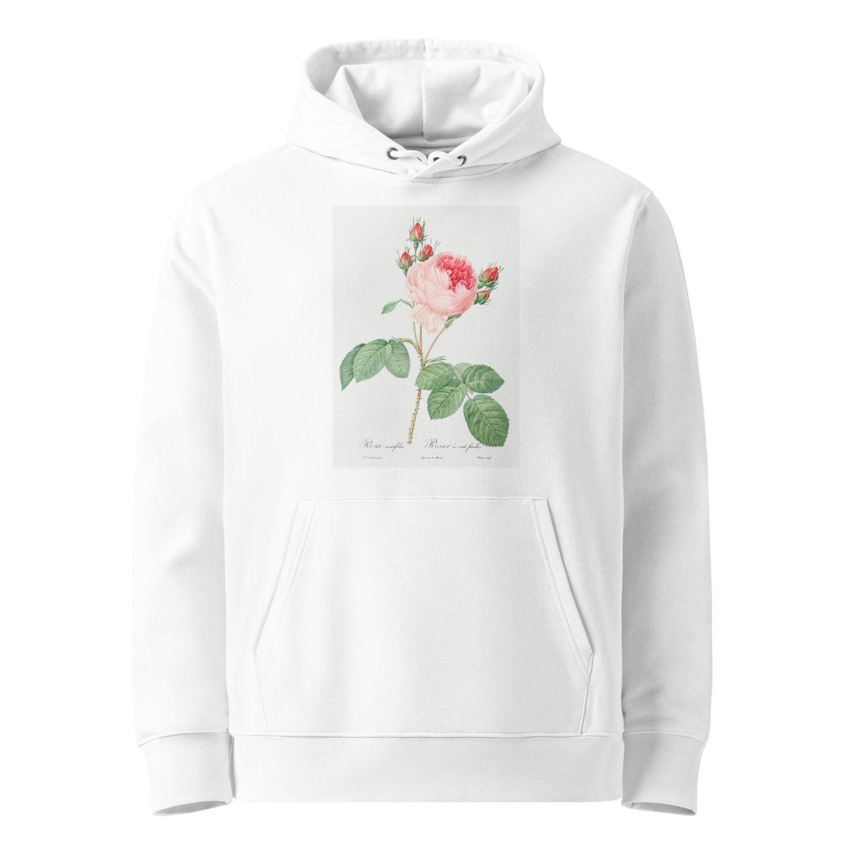 White Hoodie Cabbage Rose Also Known As One Hundred-Leaved Rose Rosa Centifolia Premium