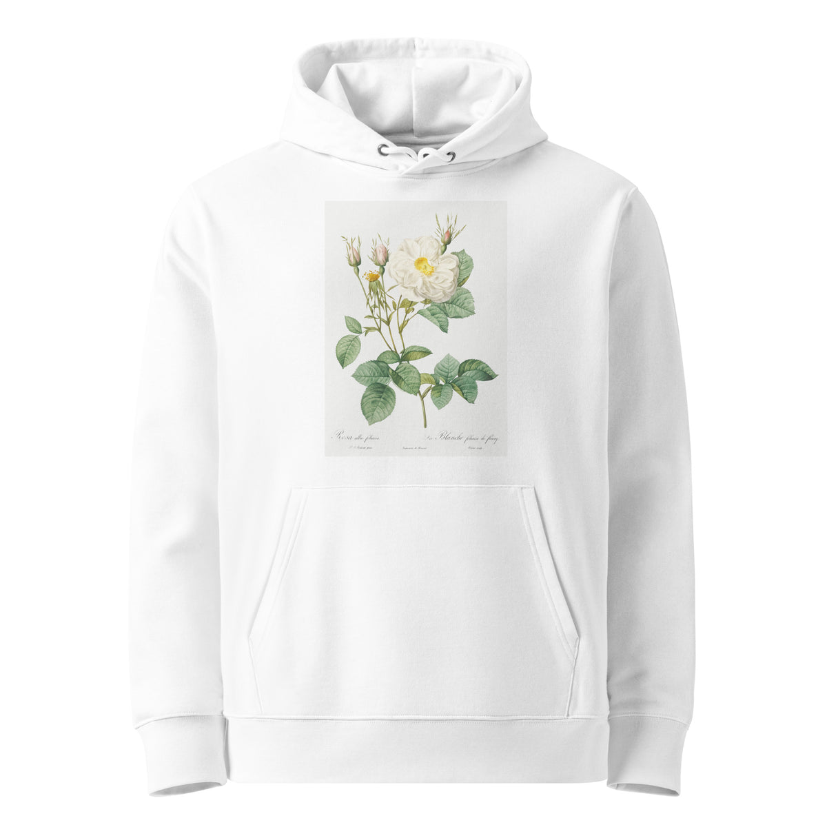 White Hoodie Rosa X Alba Also Known As The White Leaf Of Fleury Rosa Alba Foliacea Premium