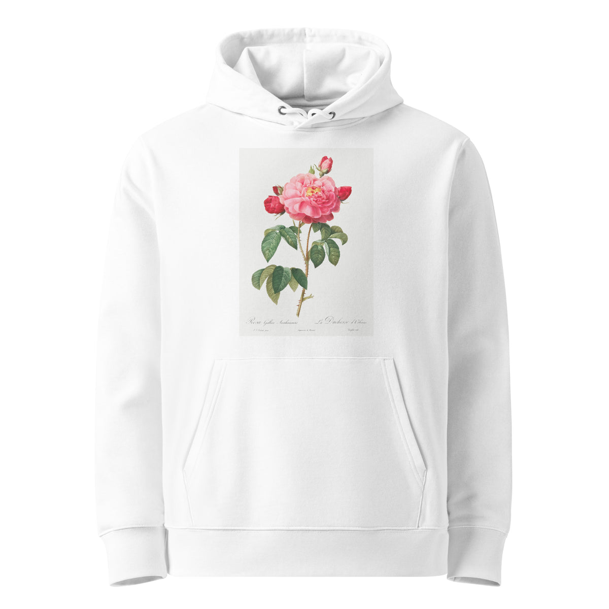 White Hoodie Gallic Rose Also Known As The Duchess Of Orleans Rosa Gallica Aurelianensis Premium