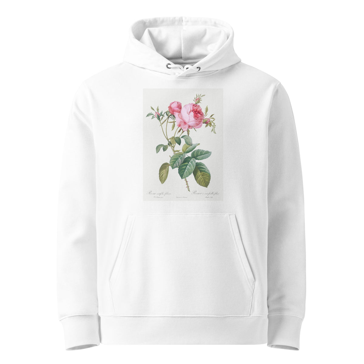White Hoodie Rose De Mai Rosa Centifolia Foliacea Premium