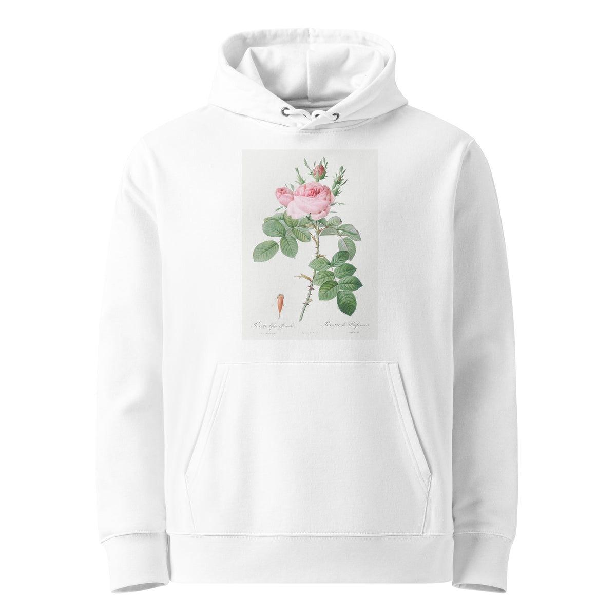 White Hoodie Rosa Bifera Officinalis Also Known As Rose Of Perfume Premium