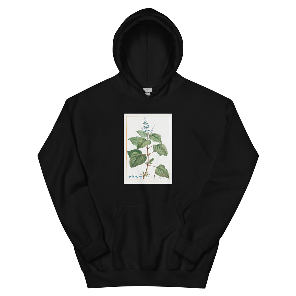 Black Hoodie Plectranthus Fruticosus Image - Pierre-Joseph Redoute And Charles Louis 1784 Essential