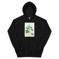 Black Hoodie Plectranthus Fruticosus Image - Pierre-Joseph Redoute And Charles Louis 1784 Essential