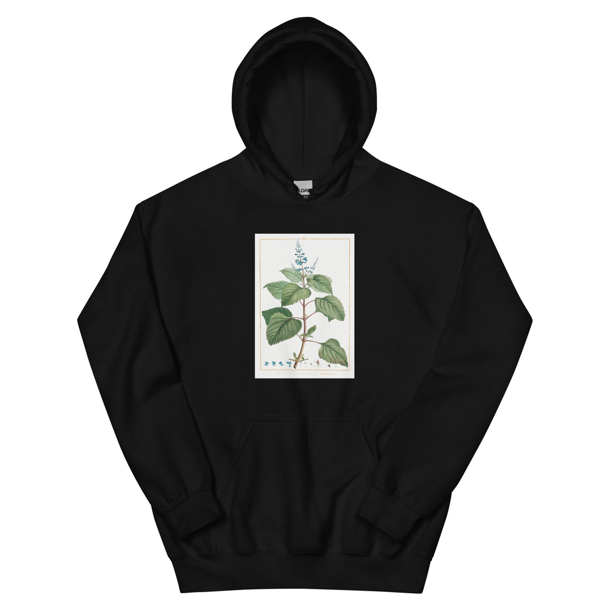 Black Hoodie Plectranthus Fruticosus Image - Pierre-Joseph Redoute And Charles Louis 1784 Essential