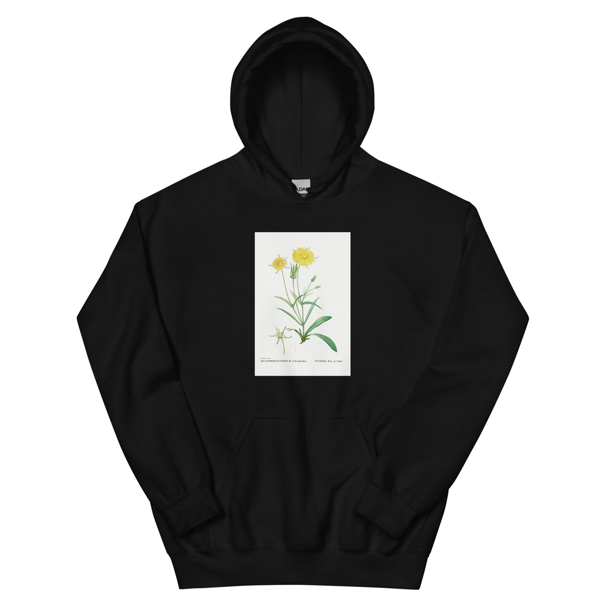 Black Hoodie Mesembryanthemum Helianthoides Spatula Leaved Fig Marigold - Pierre-Joseph 1799 Essential