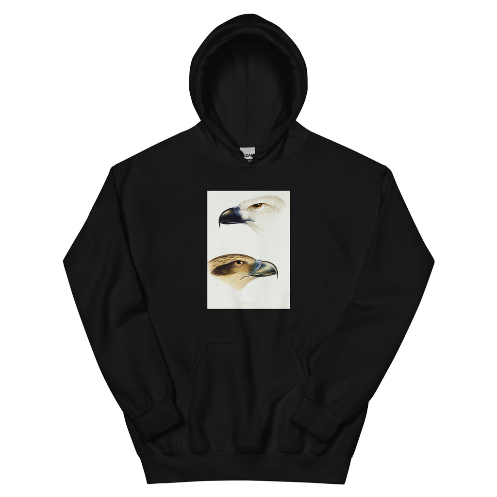 Black Hoodie 1 White-Bellied Sea Eagle Haliaeetus Leucogaster 2 Whistling Kite Haliastur Sphenurus Illustrated Essential