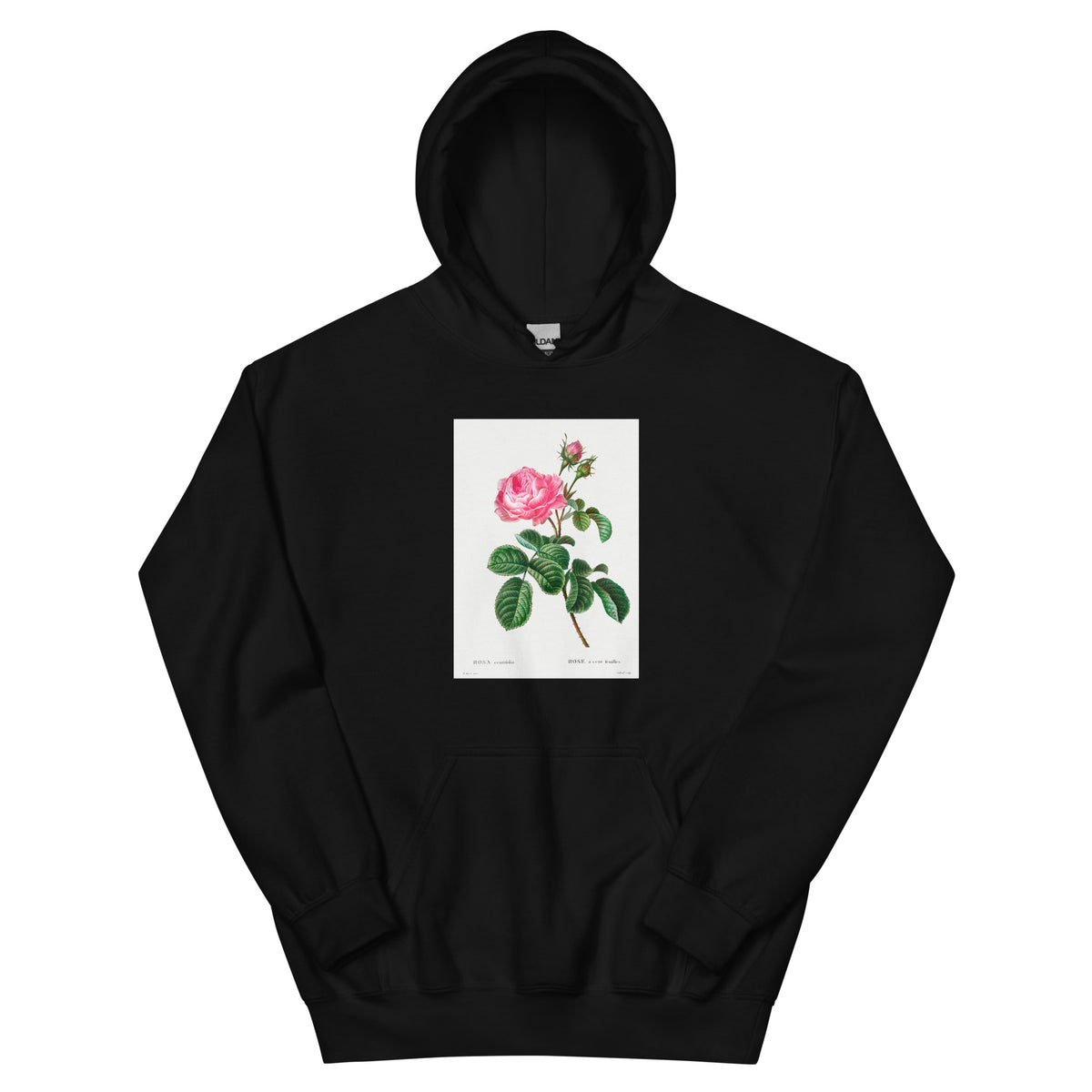 Black Hoodie Cabbage Rose Rosa Centifolia Essential