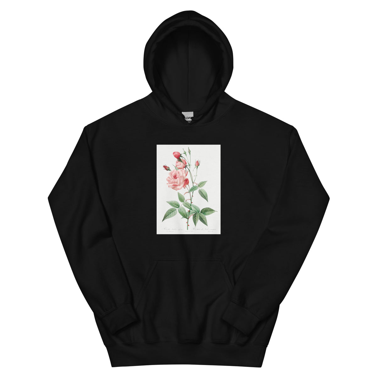 Black Hoodie Old Blush China Also Known As Common Rose Of India Rosa Indica Vulgaris Essential