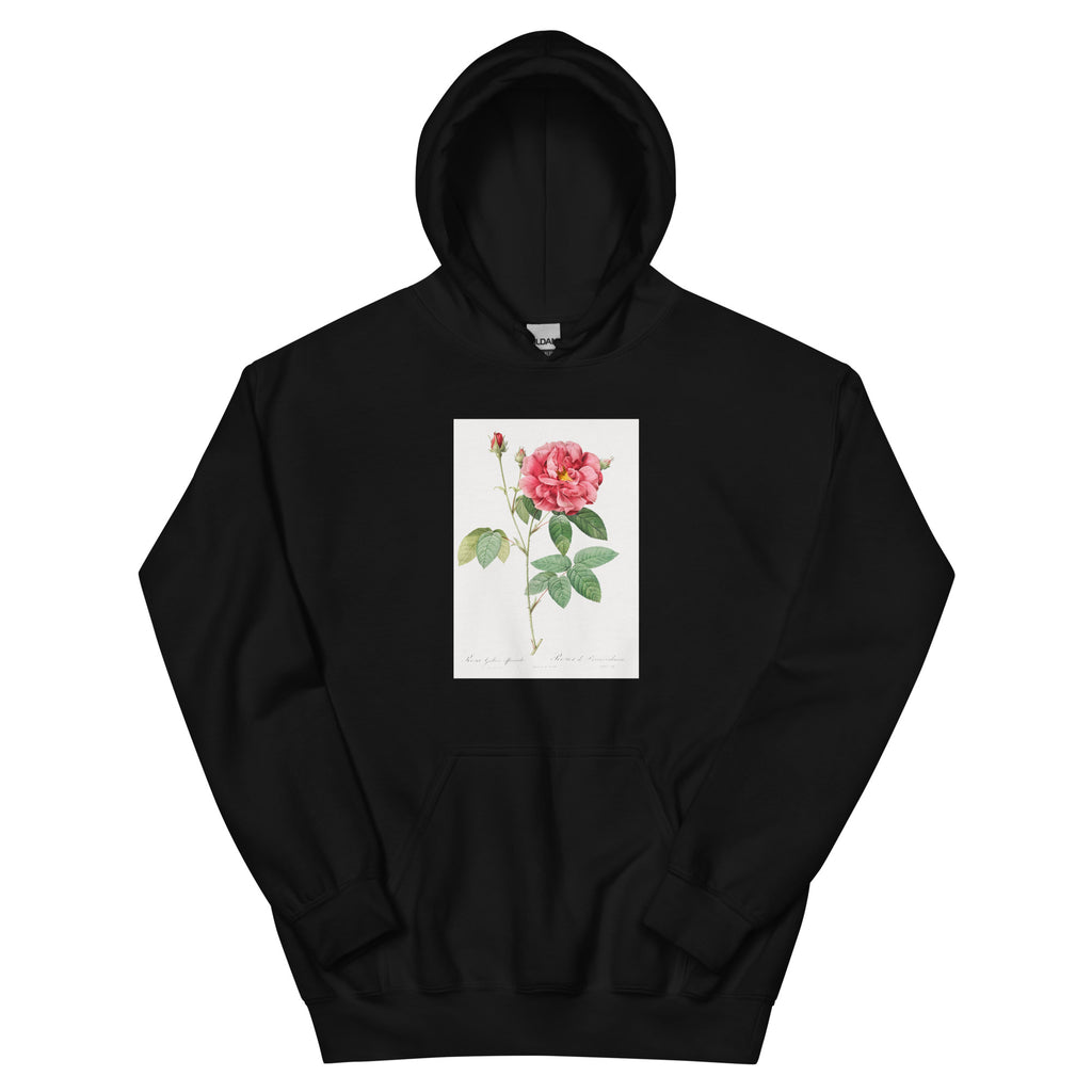 Black Hoodie French Rose Also Known As Ordinary Provins Rosebush Rosa Galluca Offuenalis Essential