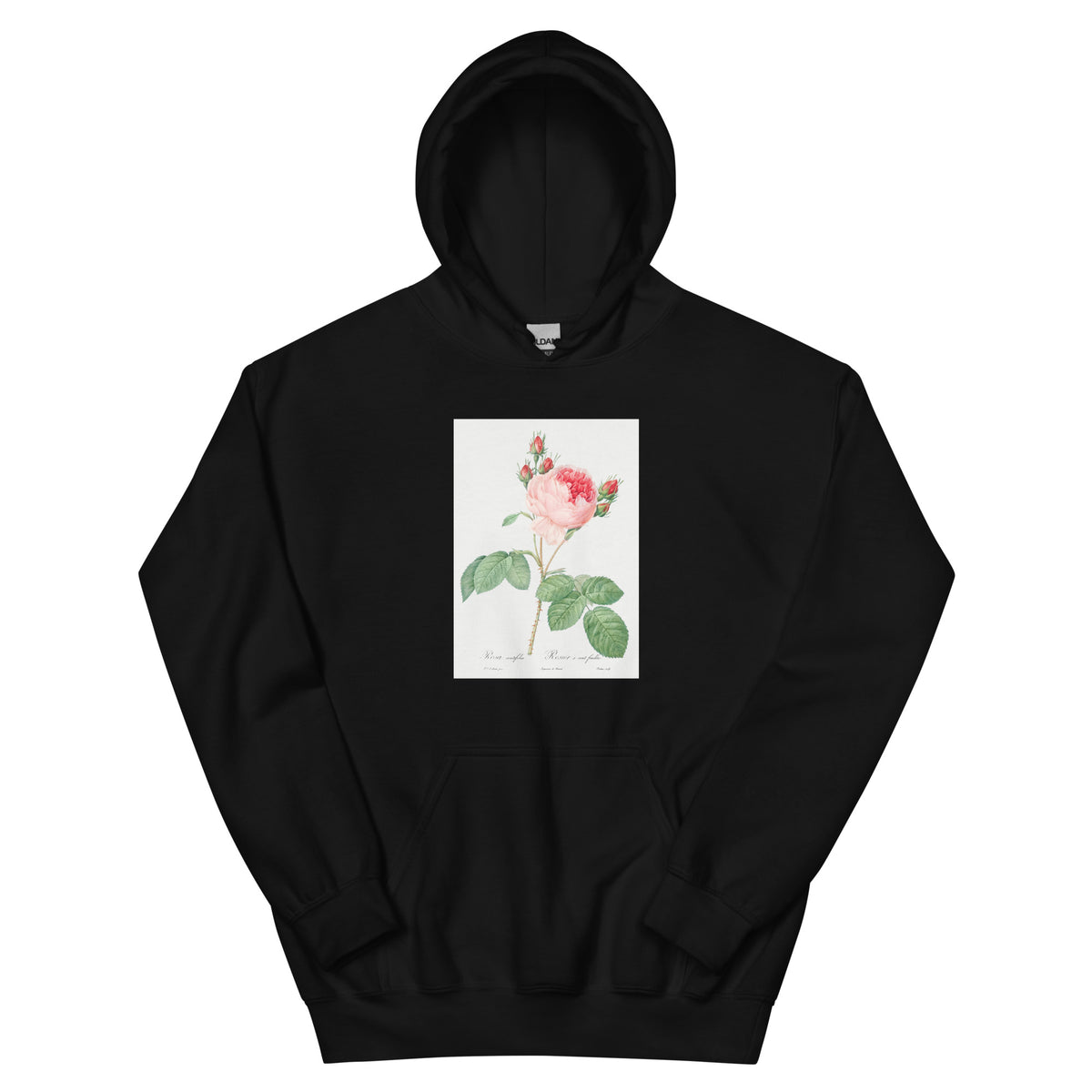 Black Hoodie Cabbage Rose Also Known As One Hundred-Leaved Rose Rosa Centifolia Essential