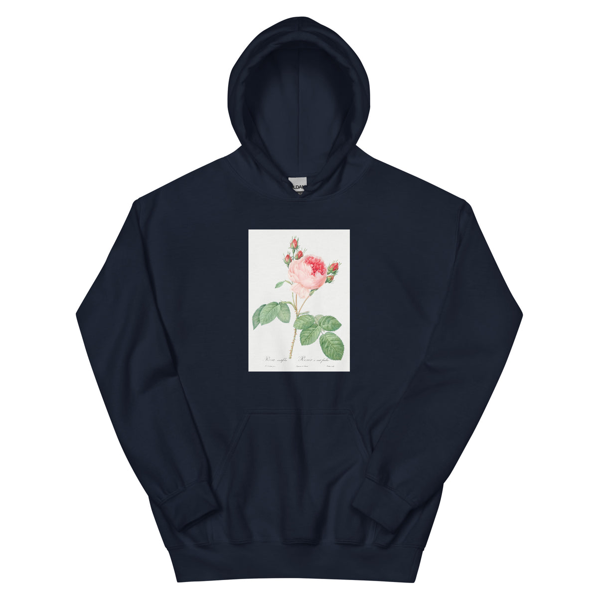 Navy Hoodie Cabbage Rose Also Known As One Hundred-Leaved Rose Rosa Centifolia Essential
