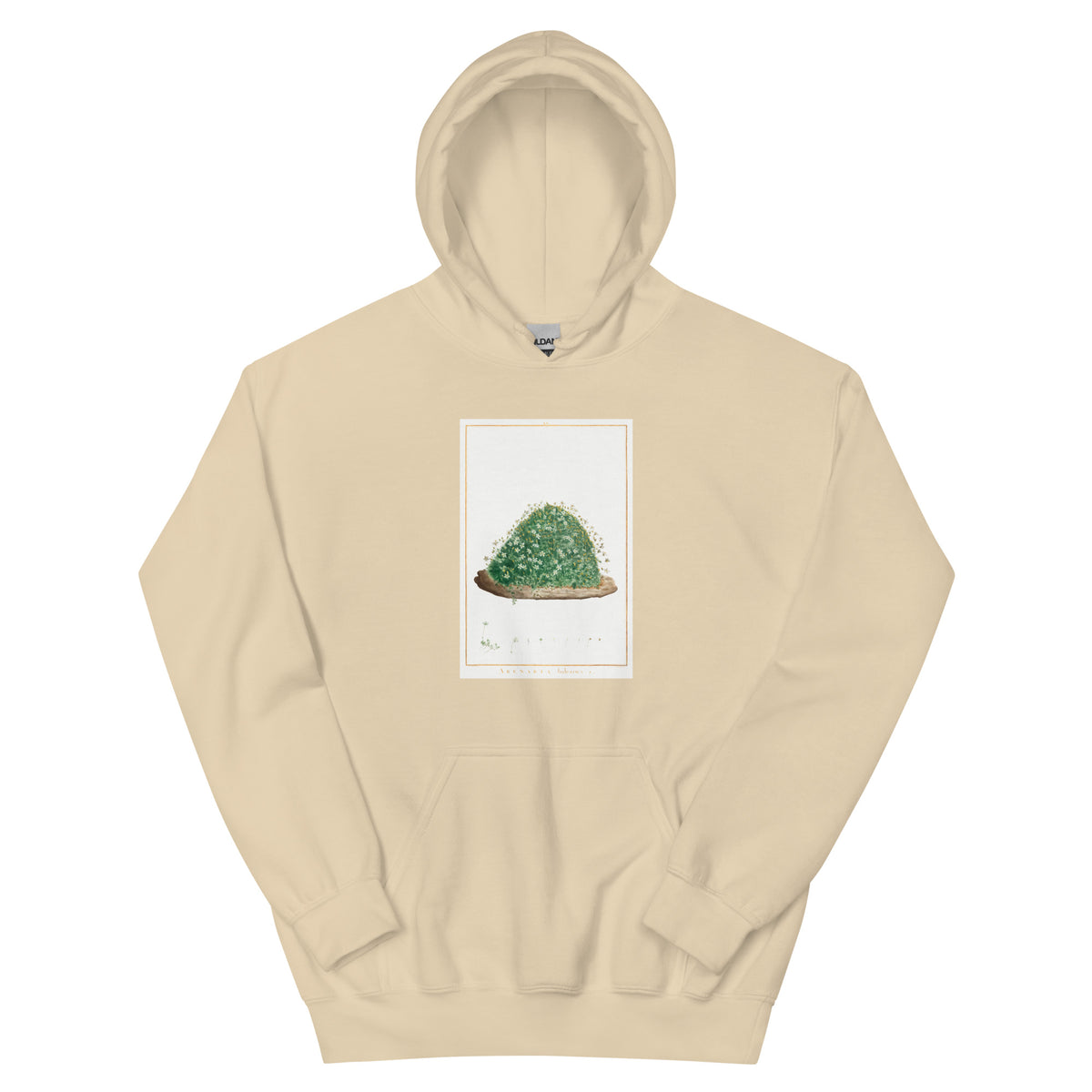 Sand Hoodie Arenaria Balearica Image - Pierre-Joseph Redoute And Charles Louis L Heritier 1784 Essential