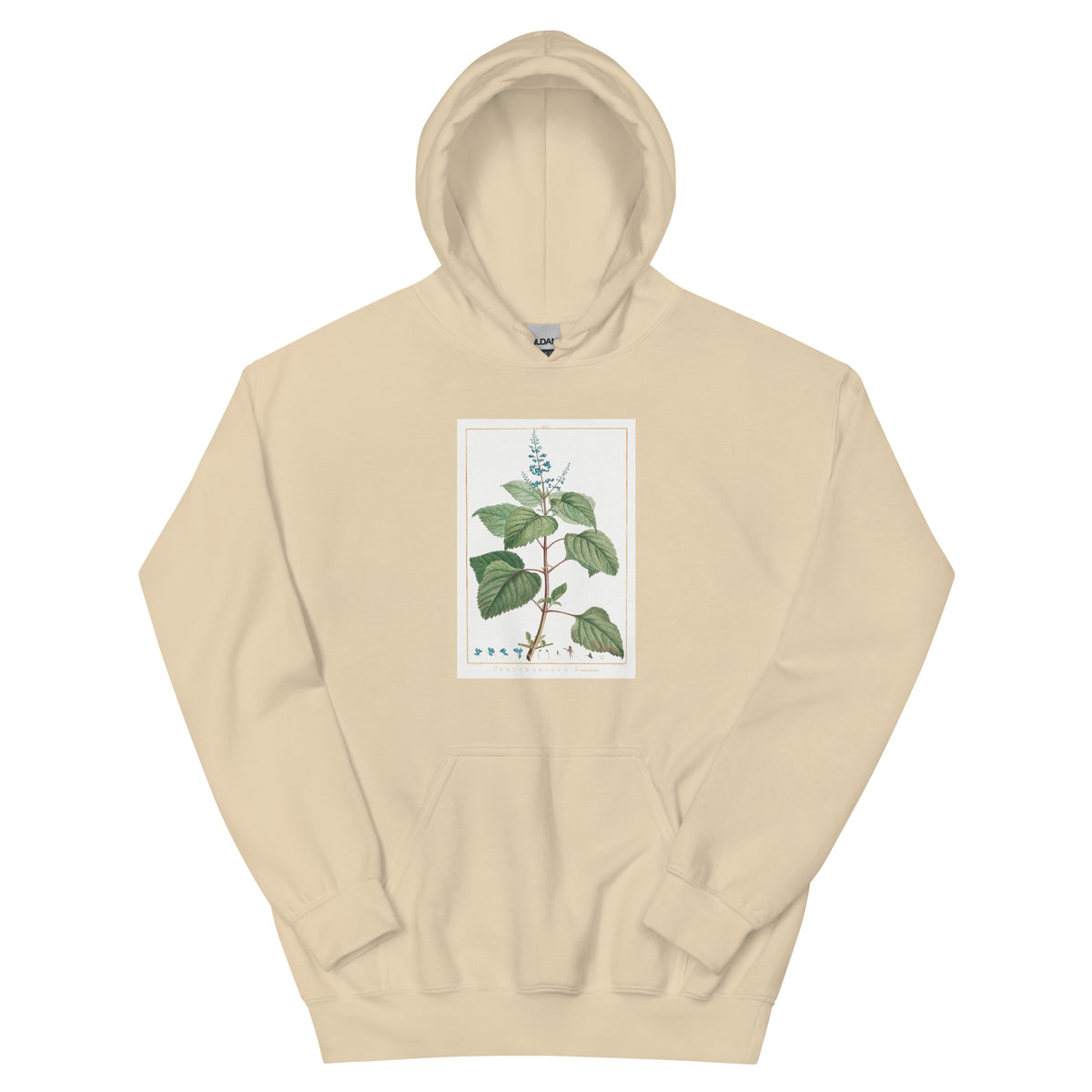 Sand Hoodie Plectranthus Fruticosus Image - Pierre-Joseph Redoute And Charles Louis 1784 Essential