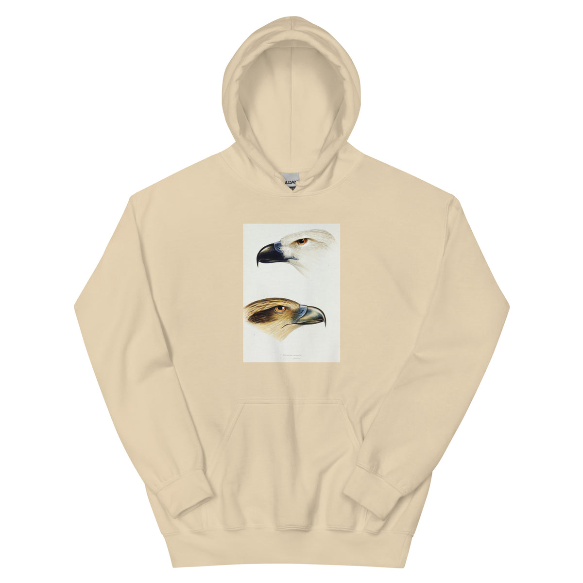 Sand Hoodie 1 White-Bellied Sea Eagle Haliaeetus Leucogaster 2 Whistling Kite Haliastur Sphenurus Illustrated Essential