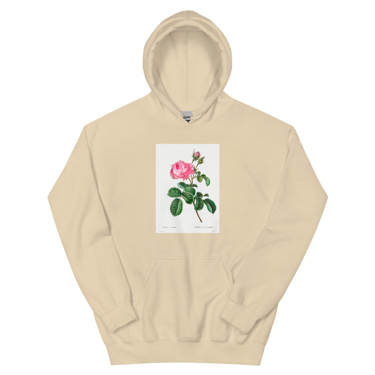 Sand Hoodie Cabbage Rose Rosa Centifolia Essential