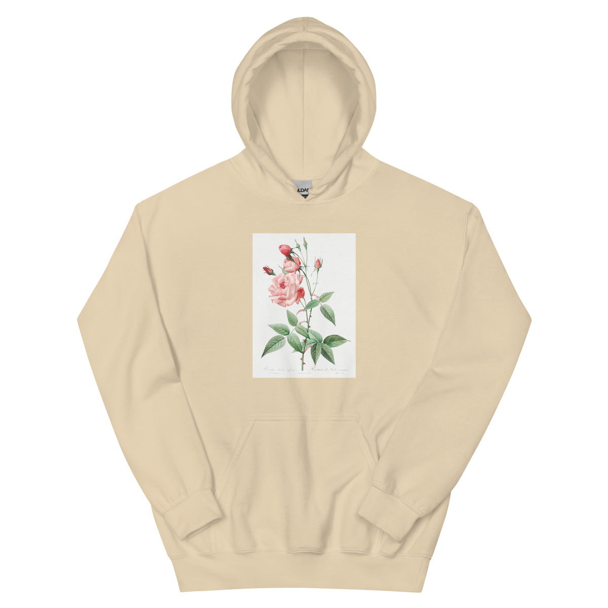 Sand Hoodie Old Blush China Also Known As Common Rose Of India Rosa Indica Vulgaris Essential