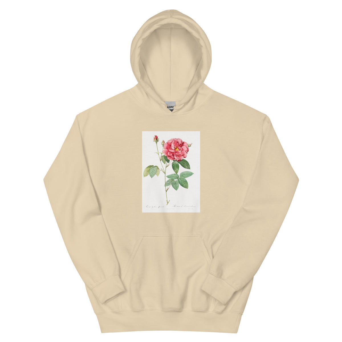 Sand Hoodie French Rose Also Known As Ordinary Provins Rosebush Rosa Galluca Offuenalis Essential