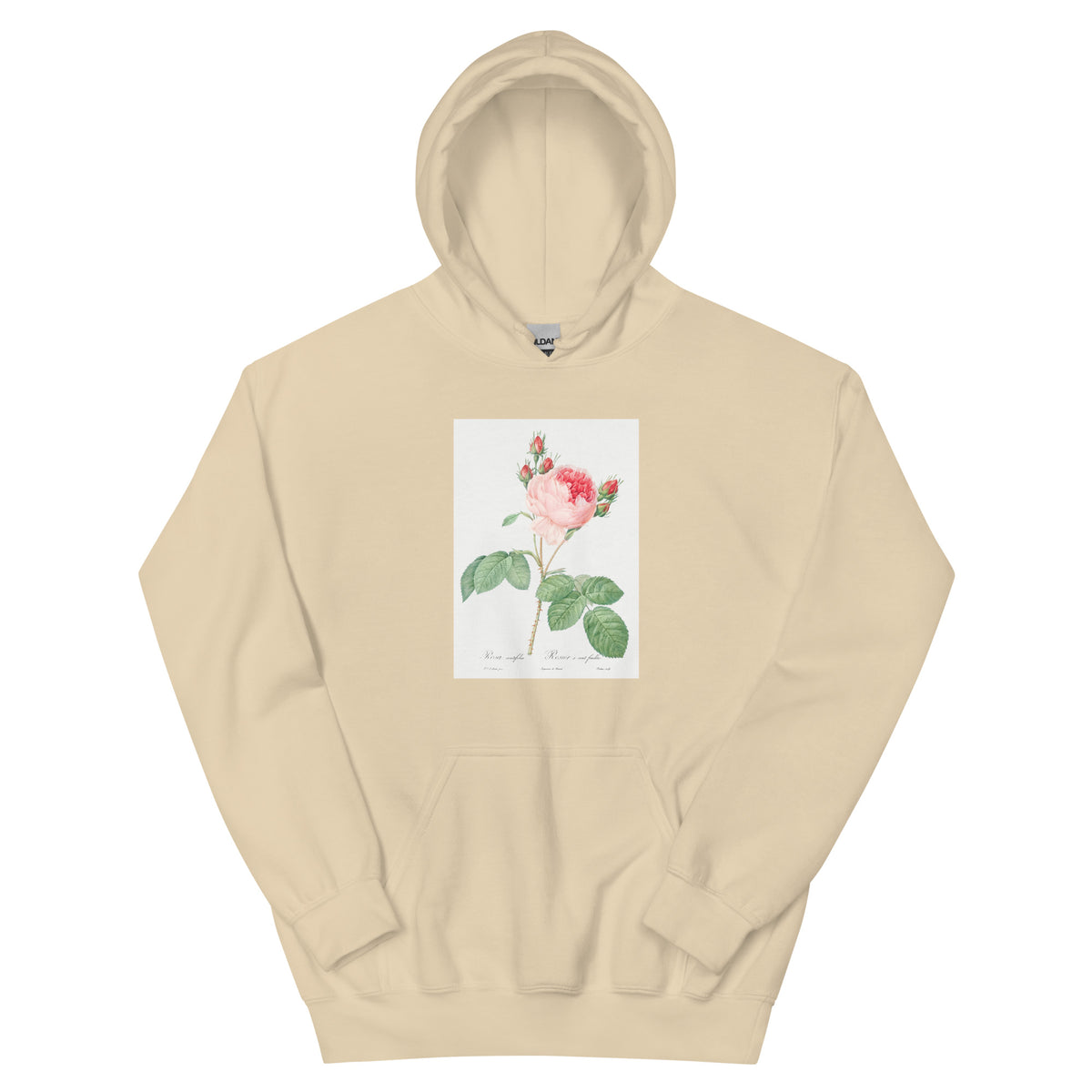 Sand Hoodie Cabbage Rose Also Known As One Hundred-Leaved Rose Rosa Centifolia Essential