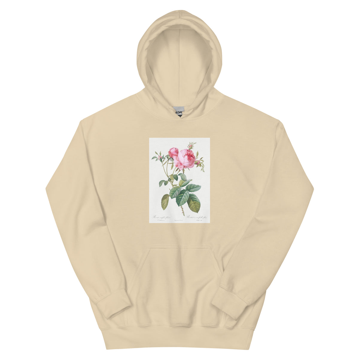 Sand Hoodie Rose De Mai Rosa Centifolia Foliacea Essential