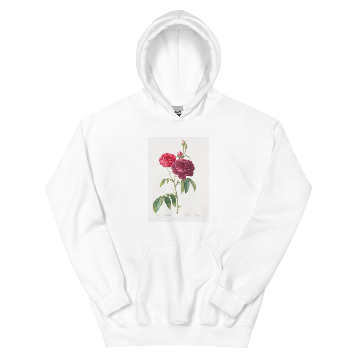 White Hoodie Purple French Rose Rosa Gallica Purpuro-Violacea Magna Essential