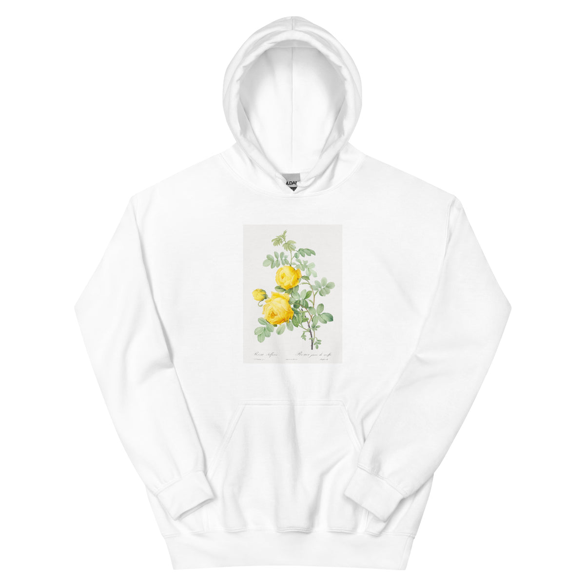 White Hoodie Rosa Hemisphaerica Also Known As Yellow Rose Of Sulfur Rosa Sulfurea Essential