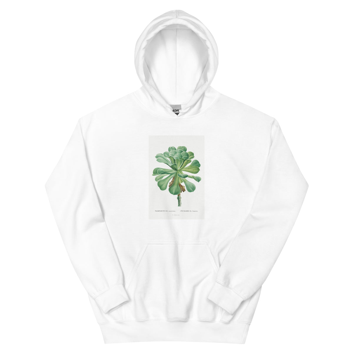 White Hoodie Sempervivum Canariense Image Essential