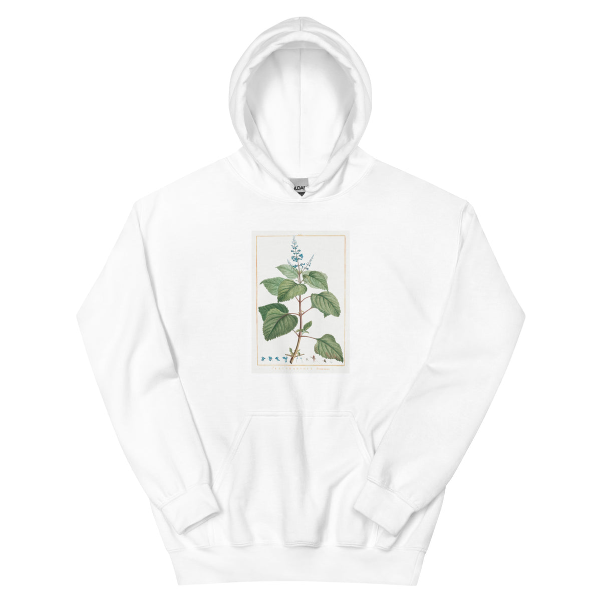 White Hoodie Plectranthus Fruticosus Image - Pierre-Joseph Redoute And Charles Louis 1784 Essential
