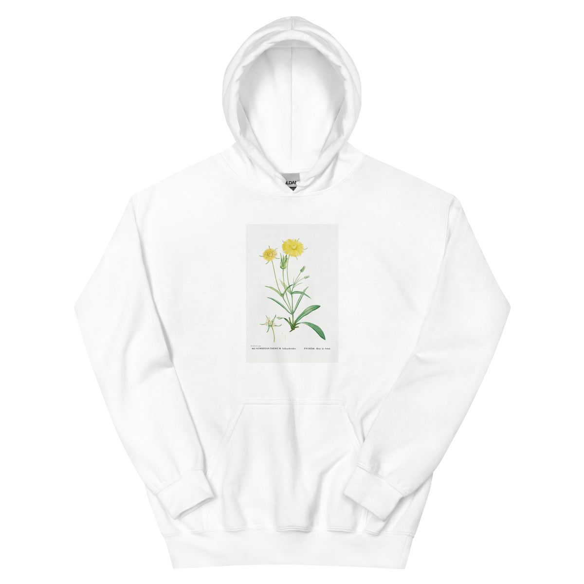 White Hoodie Mesembryanthemum Helianthoides Spatula Leaved Fig Marigold - Pierre-Joseph 1799 Essential